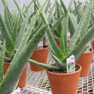 Aloe Vera Clay Pot