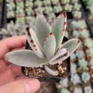 Succulents: Kalanchoe tomentosa