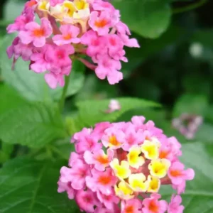 Lantana