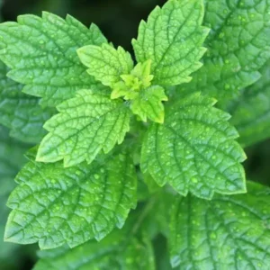 Lemon Balm