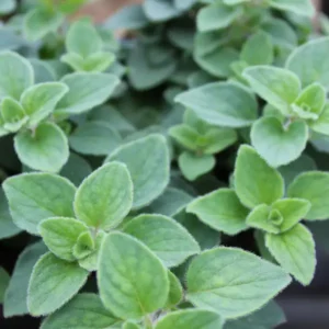 Oregano