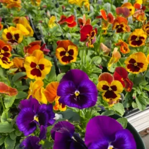 Pansy